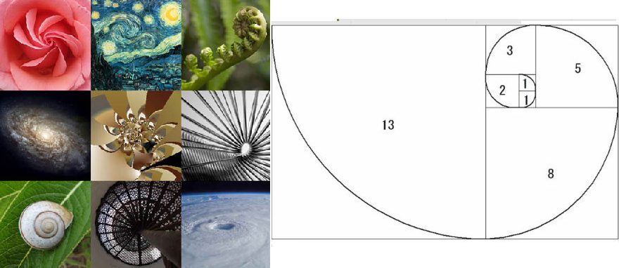 自然物の黄金比率であるフィボナッチ比